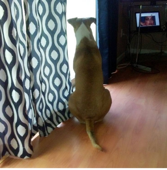 Meet your Posher,Belkis - Picture 3 of 8